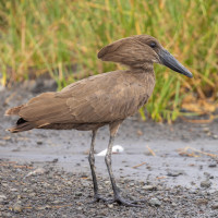 Hamerkop